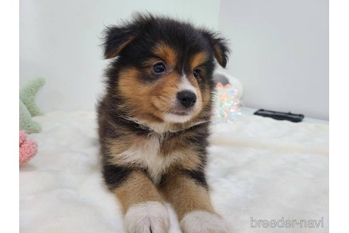 成約済の東京都のミックス犬-352181の11枚目