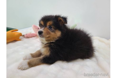 成約済の東京都のミックス犬-352181の10枚目