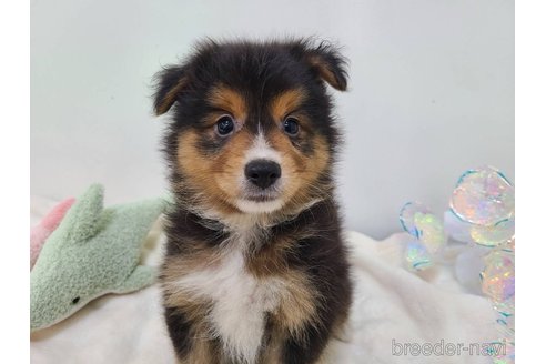 成約済の東京都のミックス犬-352181の6枚目