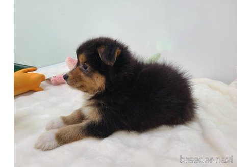 成約済の東京都のミックス犬-352181の9枚目