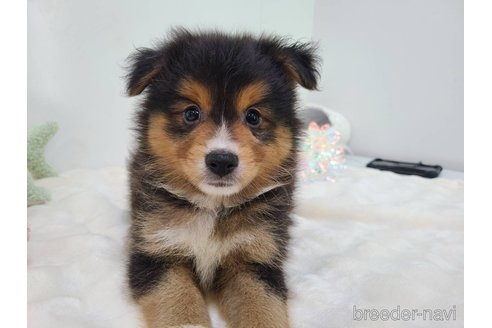 成約済の東京都のミックス犬-352181の8枚目