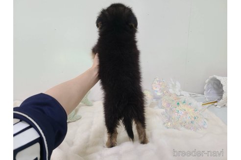 成約済の東京都のミックス犬-352181の7枚目