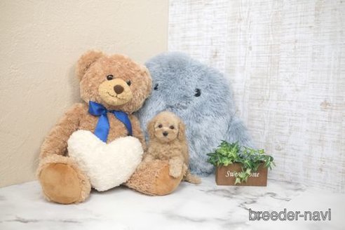 成約済の滋賀県のトイプードル-349603の5枚目