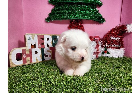 成約済の静岡県のポメマル:ポメラニアン×マルチーズ-352115の2枚目