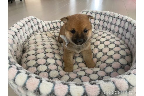 成約済の茨城県の豆柴-352193の6枚目