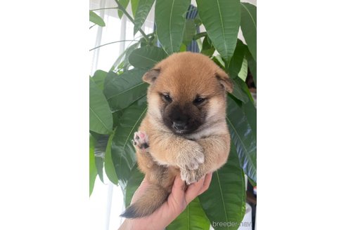 成約済の茨城県の豆柴-352194の4枚目