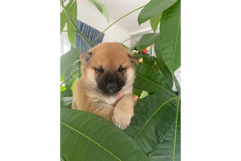 成約済の茨城県の豆柴-352194の6枚目