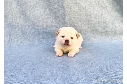 成約済の奈良県の豆柴-352198の3枚目