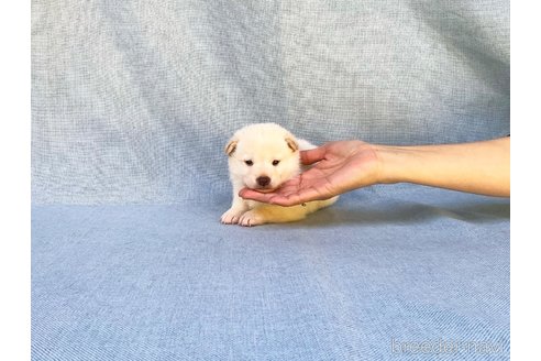成約済の奈良県の豆柴-352198の2枚目