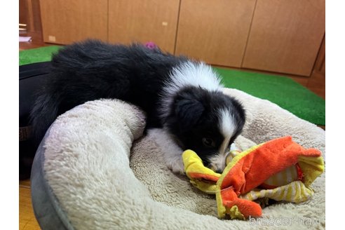 成約済の群馬県のボーダーコリー-352203の3枚目