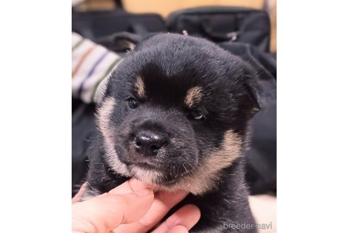 成約済のの柴犬-351687
