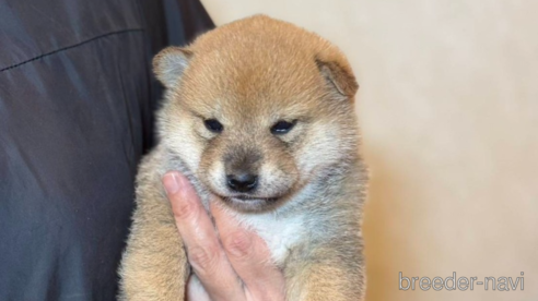 成約済の千葉県の柴犬-352204の1枚目