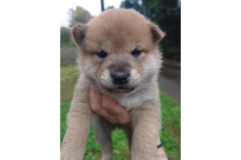 成約済の千葉県の柴犬-352204の3枚目