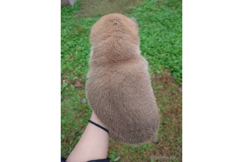 成約済の千葉県の柴犬-352204の4枚目