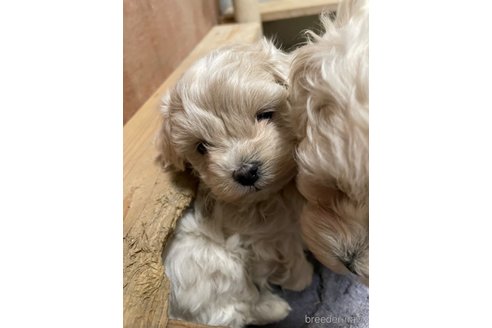 成約済の栃木県のマルプー:マルチーズ×トイプードル-344599の4枚目