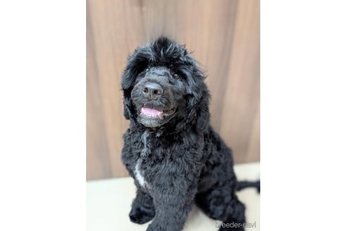 成約済の東京都のその他の犬種-348138の3枚目