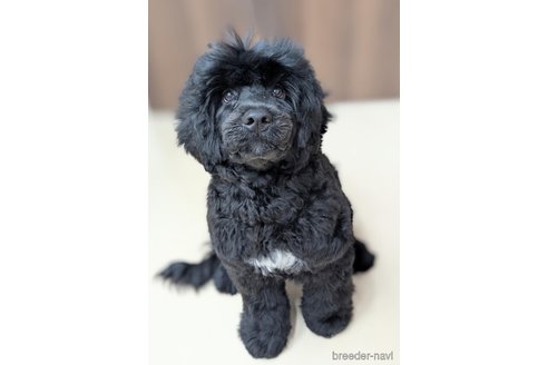 成約済の東京都のその他の犬種-348141の4枚目