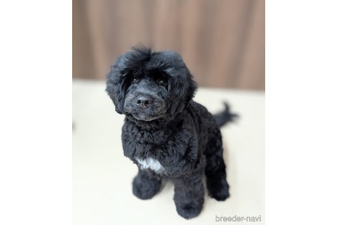 成約済の東京都のその他の犬種-348141の3枚目