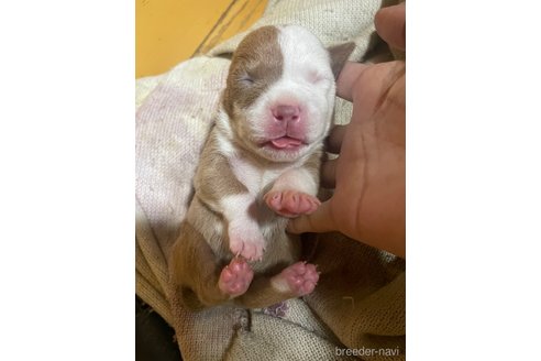 成約済の佐賀県のアメリカンピットブルテリア-352210の52枚目