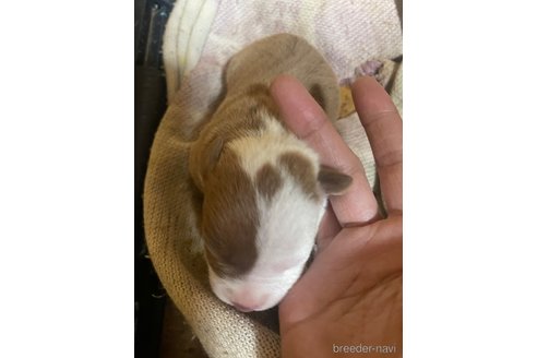 成約済の佐賀県のアメリカンピットブルテリア-352210の48枚目