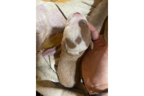 成約済の佐賀県のアメリカンピットブルテリア-352210の47枚目