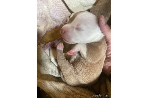 成約済の佐賀県のアメリカンピットブルテリア-352210の44枚目