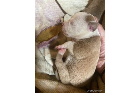 成約済の佐賀県のアメリカンピットブルテリア-352210の43枚目