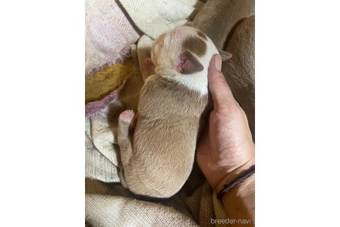 成約済の佐賀県のアメリカンピットブルテリア-352210の41枚目