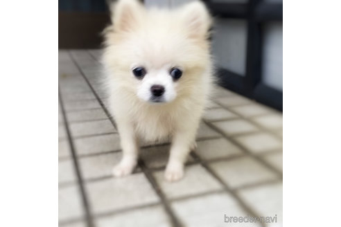 成約済の埼玉県のミックス犬-352215の3枚目