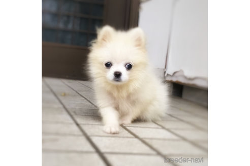 成約済の埼玉県のミックス犬-352215の4枚目