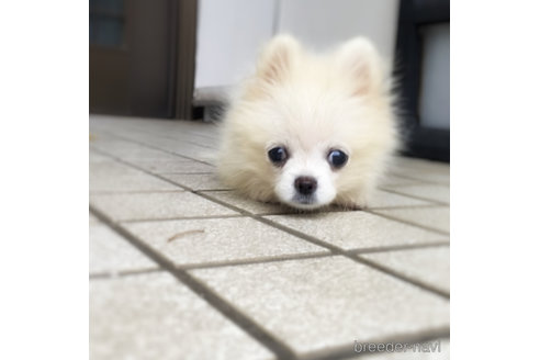 成約済の埼玉県のミックス犬-352215の5枚目