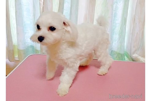 翔平くん1枚目