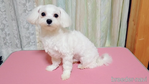 翔平くん1枚目
