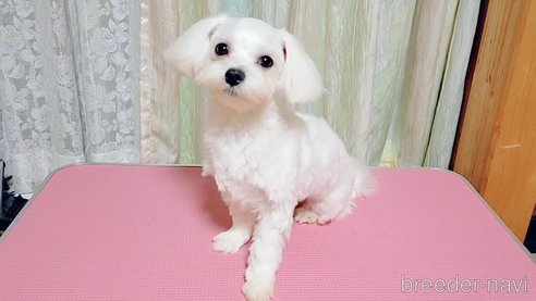 翔平くん1枚目
