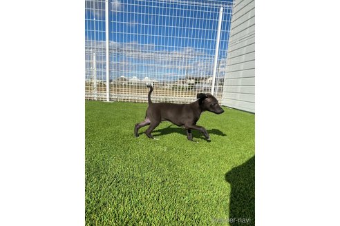 成約済の愛知県のイタリアングレーハウンド(イタグレ)-352263の3枚目