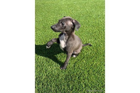 成約済の愛知県のイタリアングレーハウンド(イタグレ)-352263の4枚目