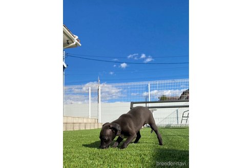 成約済の愛知県のイタリアングレーハウンド(イタグレ)-352263の6枚目