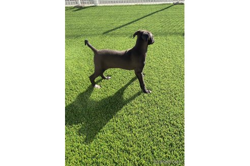 成約済の愛知県のイタリアングレーハウンド(イタグレ)-352263の2枚目