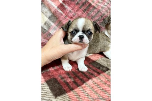 成約済の福島県のチワワ(スムースコート)-352262の2枚目
