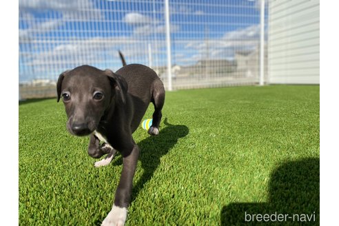 成約済の愛知県のイタリアングレーハウンド(イタグレ)-352264の2枚目