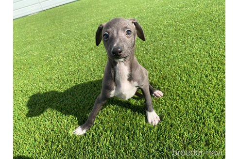 成約済の愛知県のイタリアングレーハウンド(イタグレ)-352264
