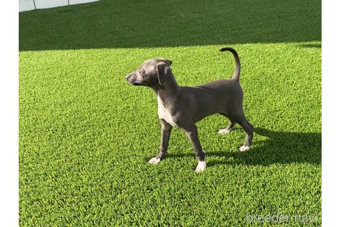 成約済の愛知県のイタリアングレーハウンド(イタグレ)-352264の3枚目