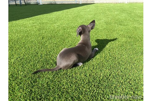 成約済の愛知県のイタリアングレーハウンド(イタグレ)-352264の4枚目