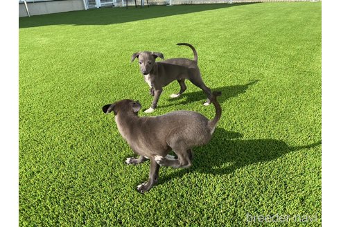 成約済の愛知県のイタリアングレーハウンド(イタグレ)-352264の5枚目