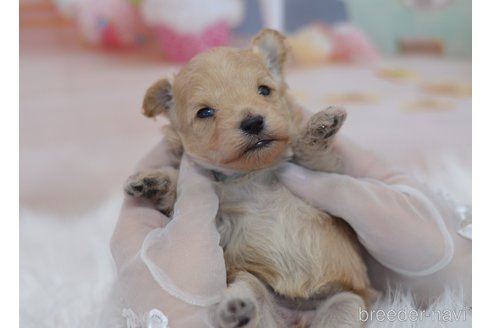成約済の埼玉県のチワプー:チワワ×トイプードル-352272の11枚目
