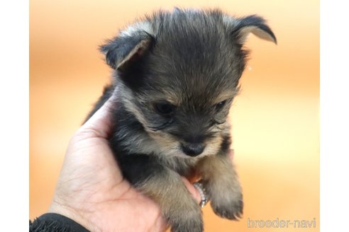 成約済の広島県のミックス犬-352276の3枚目