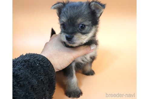 成約済の広島県のミックス犬-352276の5枚目