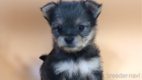 成約済の広島県のミックス犬-352276の1枚目
