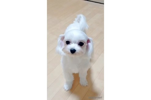 テレサちゃん1枚目