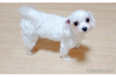 テレサちゃん1枚目